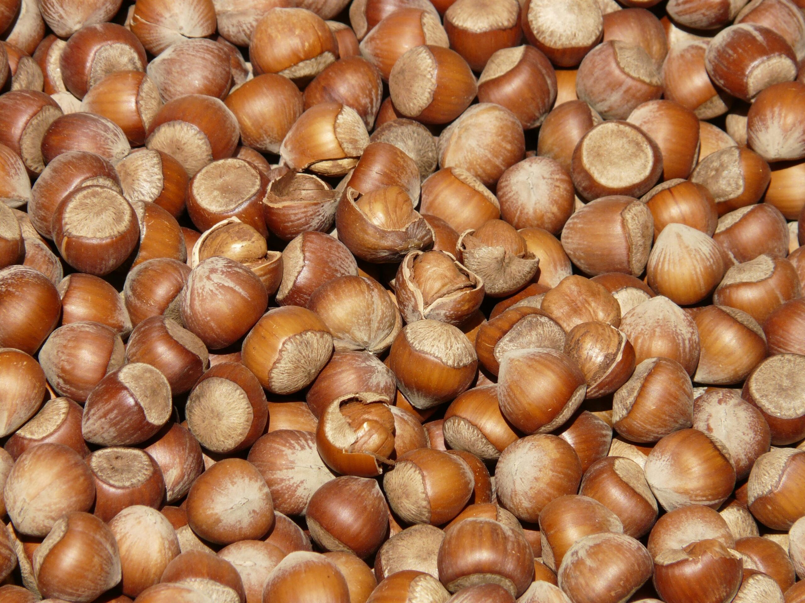 A detailed close-up of fresh, whole hazelnuts in their shells, perfect for food-related content.