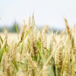 Close-up of a wheat field under the summer sun, showcasing golden ears swaying gently.
